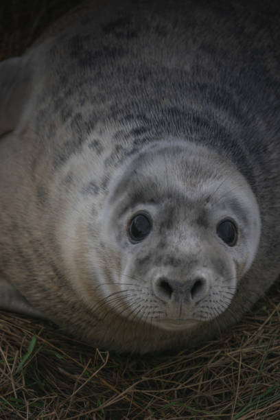 Portrait of young grey seal