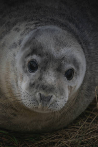 istock Portrait of young grey seal 1905446349