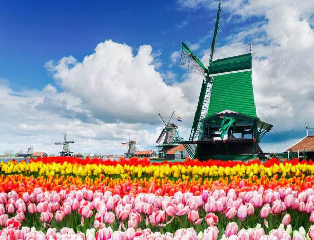 istock Rows of tulip flowers 1905448486