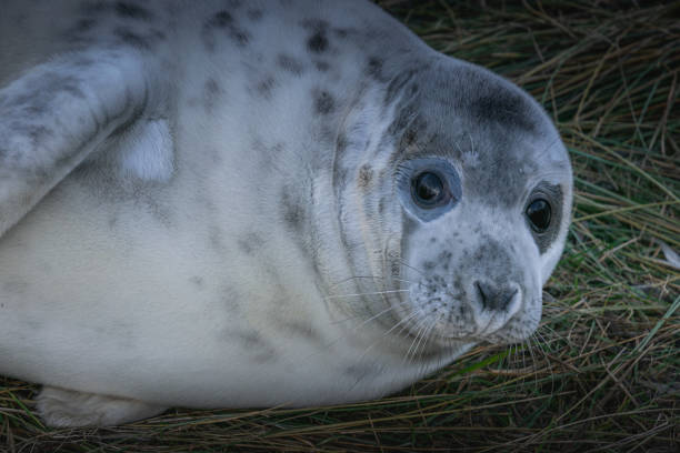 istock Cute young grey seal on a british coast 1905450081