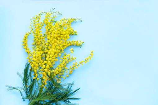 Mimosa yellow flowers on blue spring background, 8 march day background with copy space, mimose is traditional flowers for international womans day 8 of march