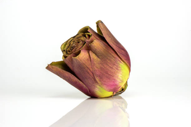 purple artichoke isolated on white background