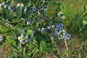 Bush of wild blueberry with berries growing outdoors