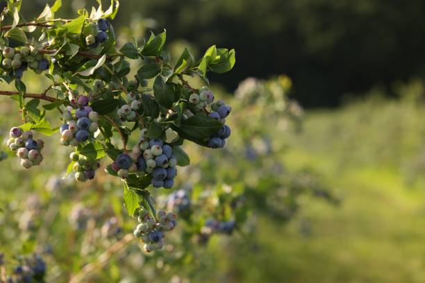 istock Wild blueberries growing outdoors, space for text. Seasonal berries 1905477906