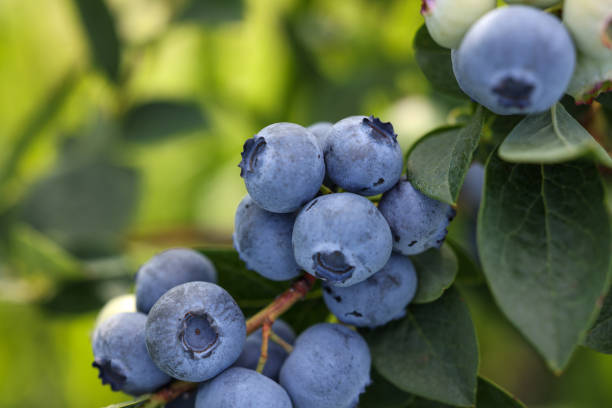 istock Wild blueberries growing outdoors, closeup. Seasonal berries 1905478427