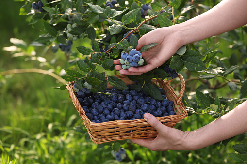 Woman with wicker basket picking up wild blueberries outdoors, closeup. Seasonal berries