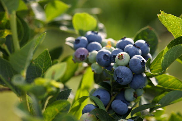 istock Wild blueberries growing outdoors, closeup. Seasonal berries 1905479418