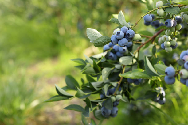 istock Bush of wild blueberry with berries growing outdoors, space for text 1905479462