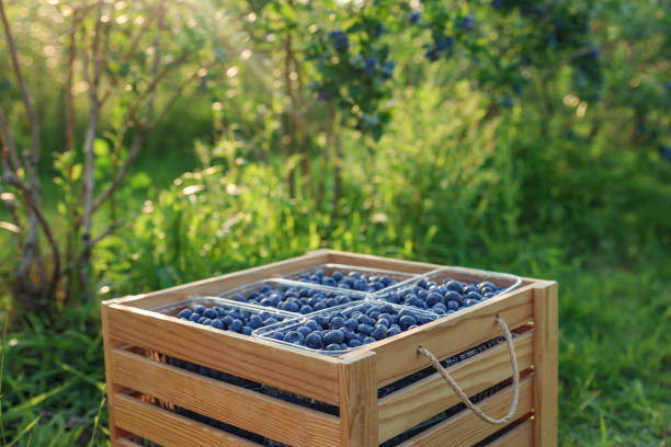 Blueberries at Farmers' market