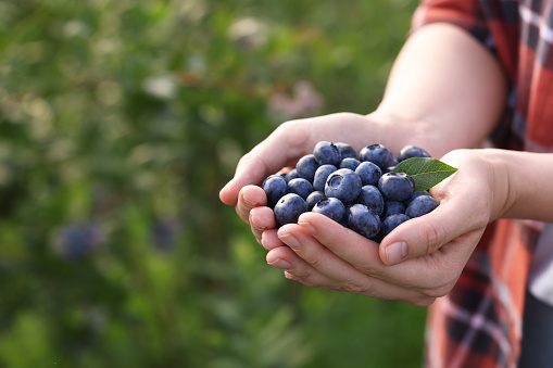 Anonymous young woman's hands holding a container of organic fresh blueberries that she grew on her local farm, and pouring them into her hand.