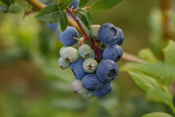 istock Wild blueberries growing outdoors, closeup. Seasonal berries 1905483112