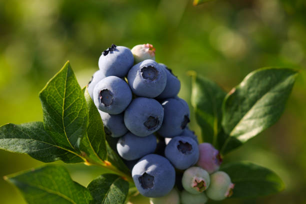 Wild blueberries growing outdoors, closeup. Seasonal berries