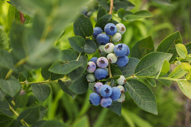 istock Wild blueberries growing outdoors, closeup. Seasonal berries 1905483642