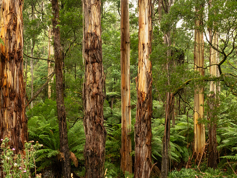 Tall Mountain Ash trees and tree ferns in Gippsland