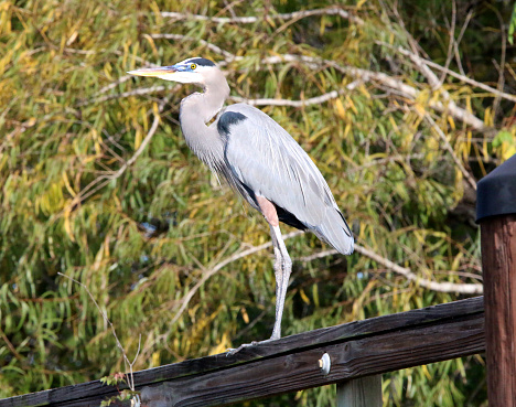 a great blue heron perching on a pier rail at a lake