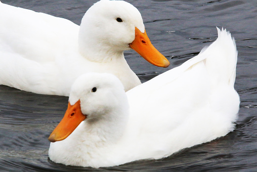 a pair of white ducks swimming in a neighborhood pond