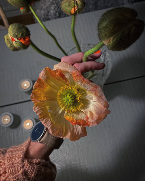 istock My kind of flower! 1905506832