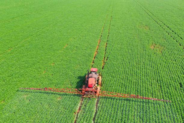 istock Tractor spraying pesticides on corn field with sprayer at spring 1905508354