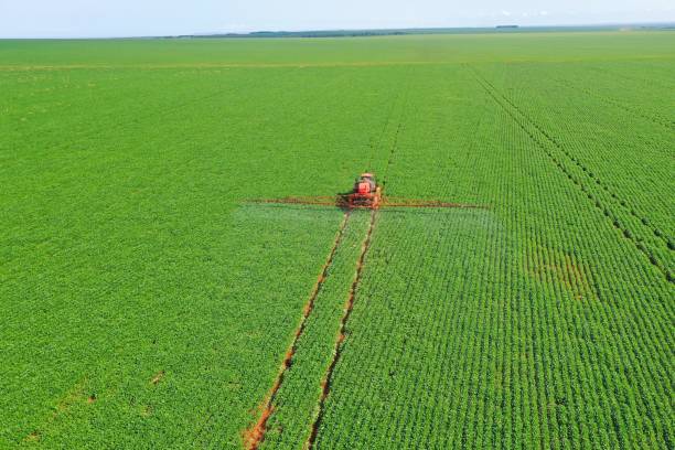 istock Tractor spraying pesticides on corn field with sprayer at spring 1905508355