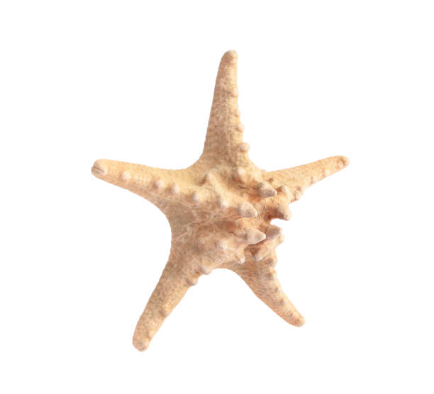 istock Beautiful sea star (starfish) isolated on white 1905514044