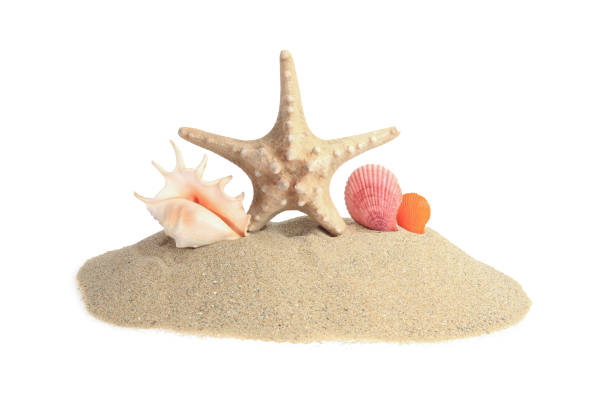 istock Beautiful sea star (starfish) and seashells in sand isolated on white 1905517849