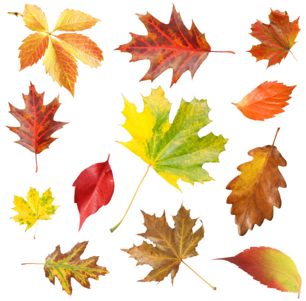istock Many different bright autumn leaves isolated on white 1905518902