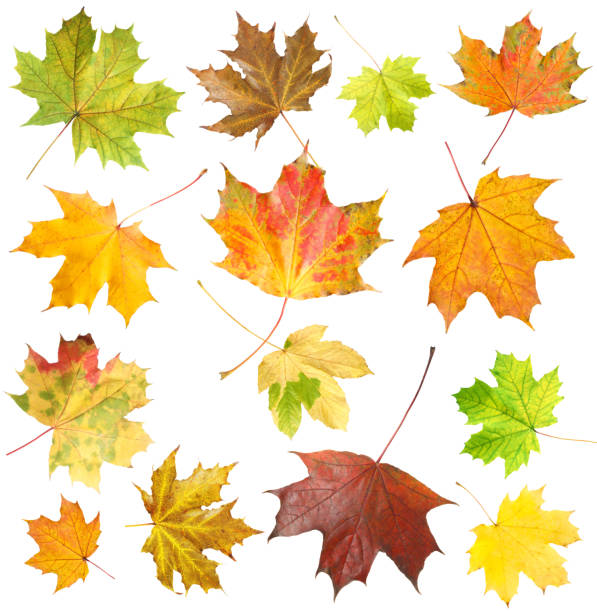 istock Many different bright autumn leaves isolated on white 1905518903