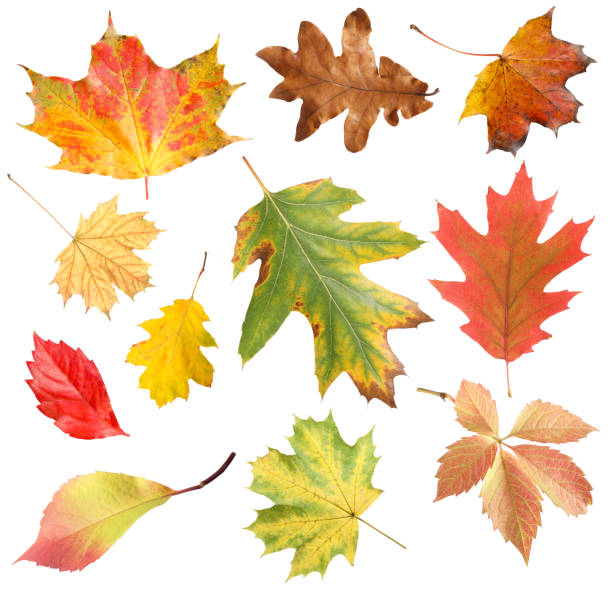 istock Many different bright autumn leaves isolated on white 1905518904