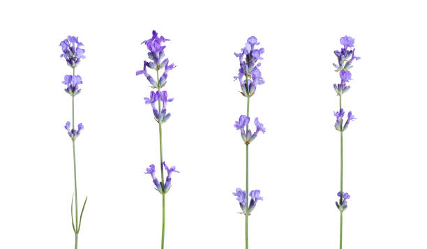 istock Beautiful lavender flowers isolated on white, set 1905518905