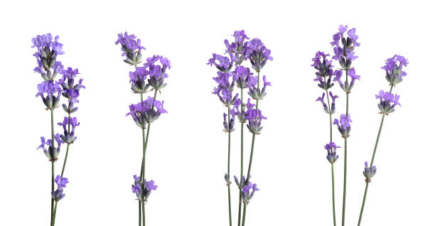 istock Beautiful lavender flowers isolated on white, set 1905518912