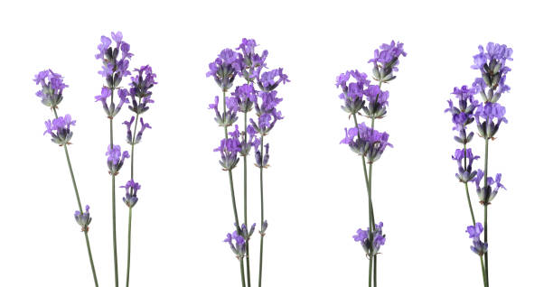 istock Beautiful lavender flowers isolated on white, set 1905519423