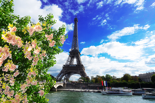 Spring rose flowering under Eiffel tower, Paris.