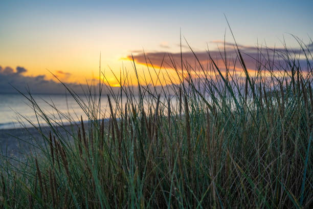 istock Water drops in Dune grass and sunrise over water in background 1905557406
