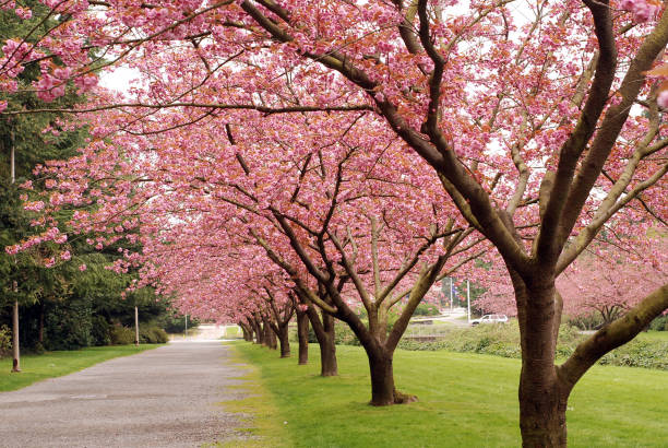 istock Beautiful cherry blossom trees 1905562060