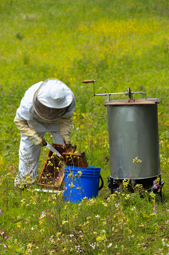 Beekeeper cleaning a bee honey diaper getting it ready to place it in the manual centrifuge machine for the extraction of bee honey there is a barrel and a bucket for collecting honey no