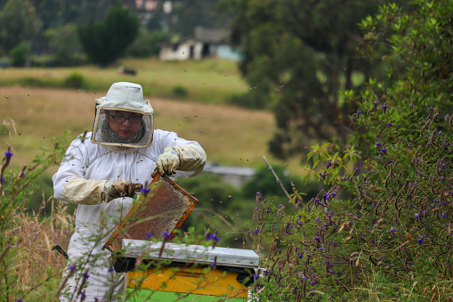 Beekeeper extracting a honeycomb, one-third of the photo, displaying a bee honeycomb with a background of mountains and nature