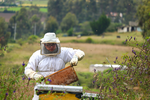 Young beekeeper portrayed while tending to a beehive deep in the Ecuadorian Andes mountains. He is dressed in a white suit and is seen extracting a honeycomb from an open hive