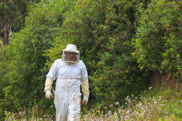 istock Empowered beekeeper walking through the countryside, dressed in a white uniform, ready to inspect beehives amidst the Andes mountains 1905585829
