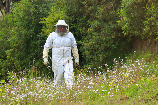Beekeeper walking in the mountains wearing his bee sting safety suit in the Andes mountain range