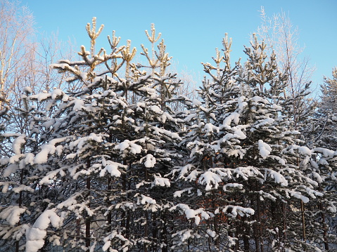 Pine forest in winter during the day in severe frost, Karelia. Snow on the coniferous branches. Frosty sunny weather anticyclone. Scots pine Pinus sylvestris is a plant pine Pinus of Pine Pinaceae