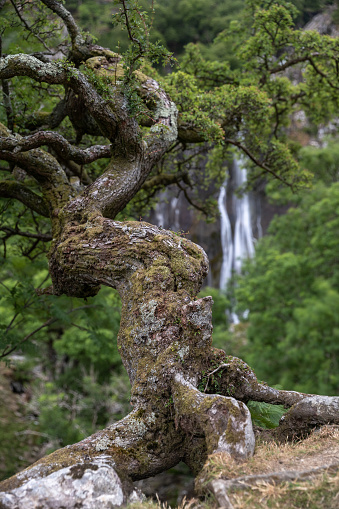Twisted Hawthorne tree branches with a waterfall in the background - Selective focus - Aber Falls (Rhaeadr Fawr) North Wales