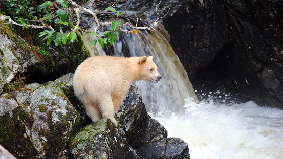 White Spirit Bear fishing in Great Bear Rainforest Canada