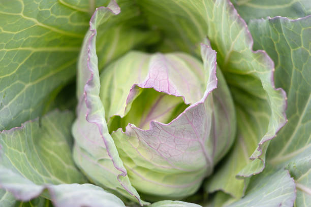 istock Close-up of a cabbage plant 1905644760
