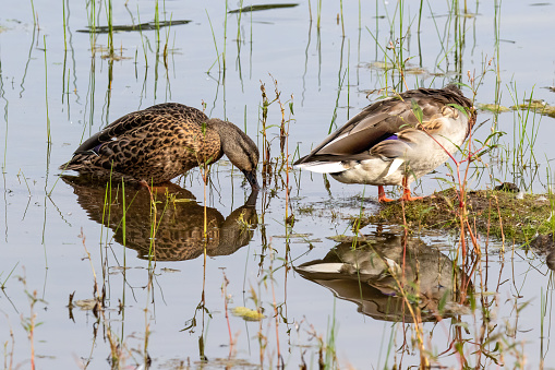 Pair of Mallard ducks (Anas platyrhynchos) standing in pond near Pinetop, Arizona. Their Reflection mirrored in the water.