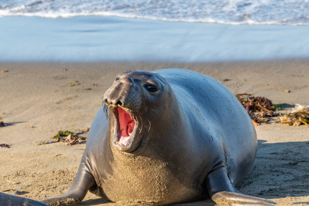 istock Young elephant seal on the beach. Head up, mouth open, calling. 1905658806