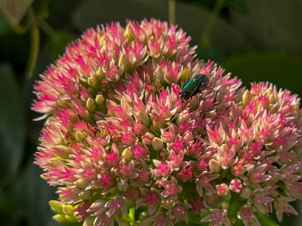 Carpathian sedum 'Herbstfreude' (Sedum telephium) effectively attracting insects, close-up.