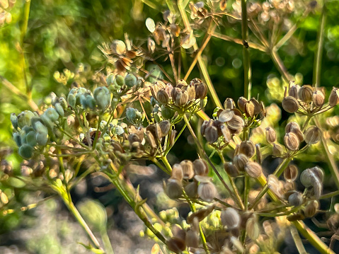 Dill, cumin and similar plants with ripe seeds against the background of wasteland overgrown with green weeds.
