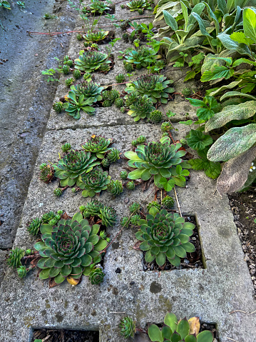 Sempervivum, the fungi found a place in the soil in the azure concrete slab and grew beautifully.