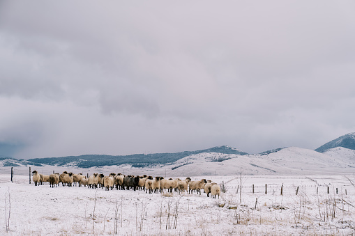 Herd of white and black sheep walks through a fenced snow-covered pasture in a mountain valley. High quality photo