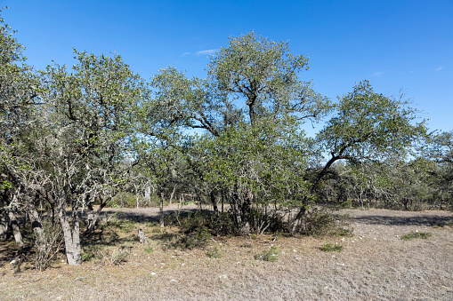desert landscape near Kendalia with dry trees, Texas, USA